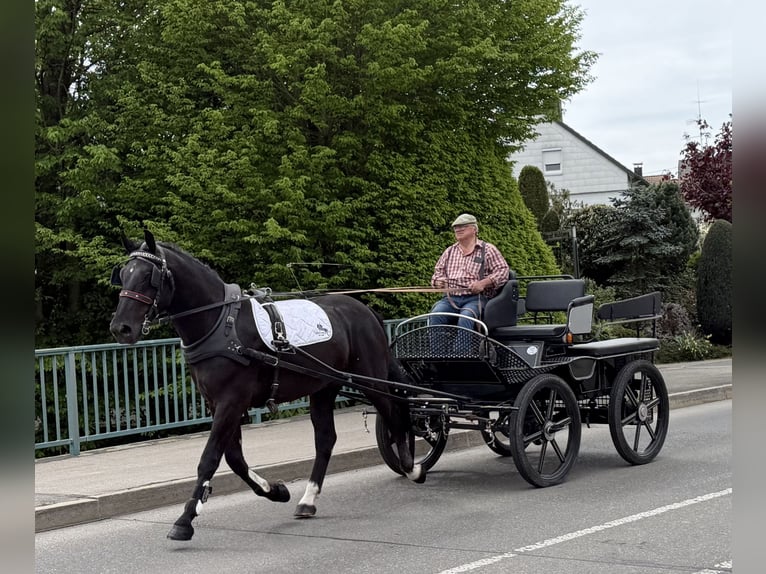 Heavy Warmblood Gelding 3 years 16.1 hh Black in Riedlingen