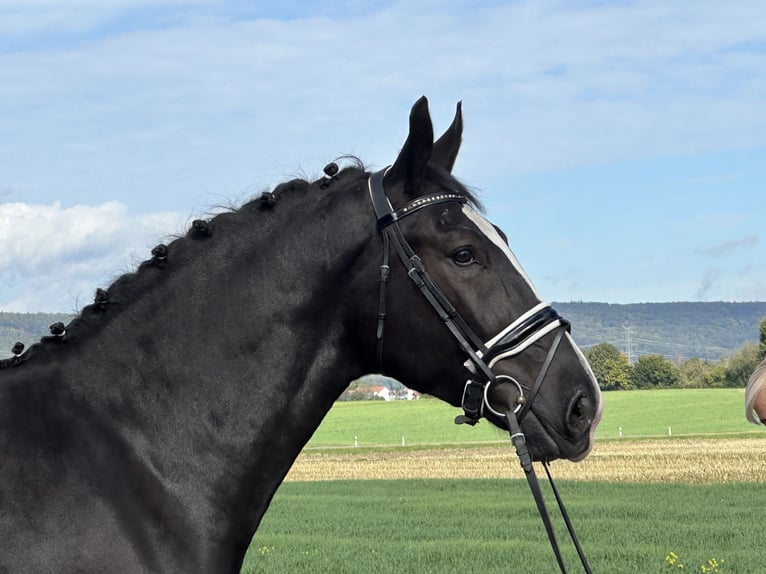 Heavy Warmblood Gelding 3 years 16,1 hh Black in Riedlingen