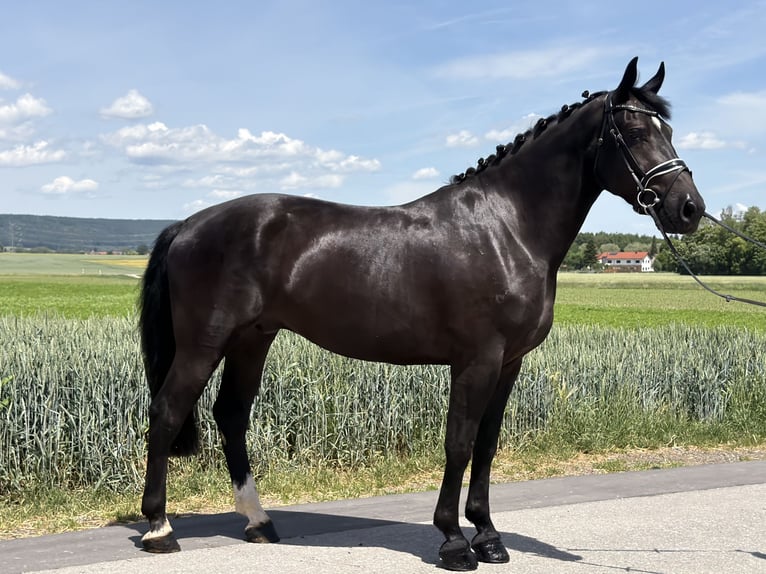 Heavy Warmblood Gelding 3 years 16.1 hh Black in Riedlingen