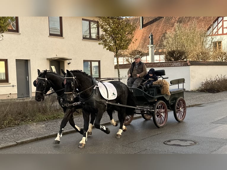 Heavy Warmblood Gelding 3 years 16,1 hh Black in Riedlingen