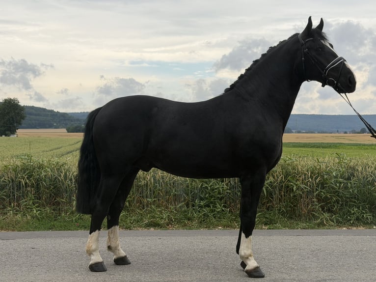 Heavy Warmblood Gelding 3 years 16.1 hh Black in Riedlingen