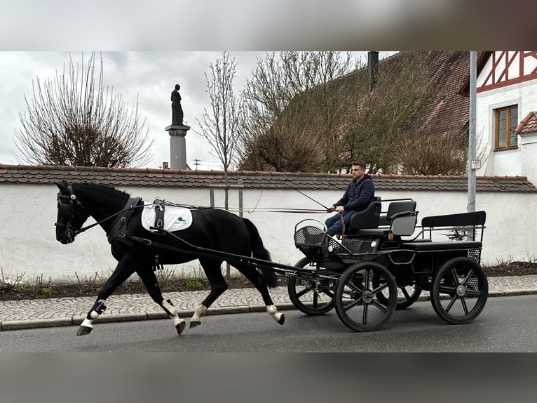 Heavy Warmblood Gelding 3 years 16,1 hh Black in Riedlingen