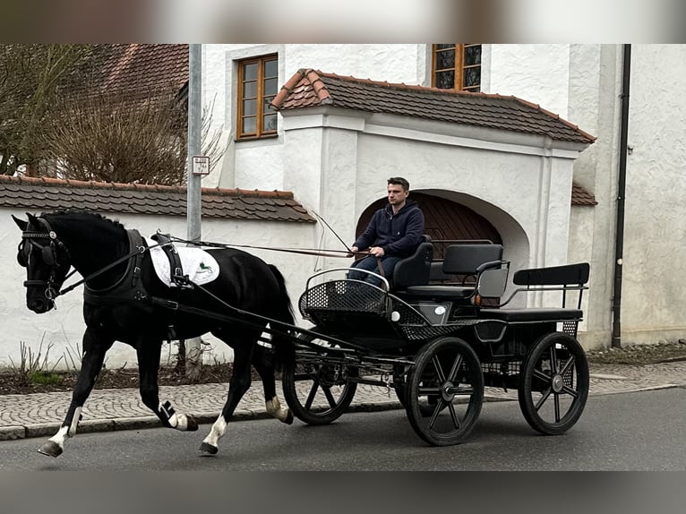 Heavy Warmblood Gelding 3 years 16,1 hh Black in Riedlingen