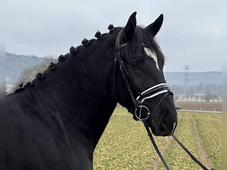 Heavy Warmblood Gelding 3 years 16,1 hh Black in Riedlingen