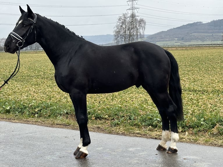 Heavy Warmblood Gelding 3 years 16,1 hh Black in Riedlingen