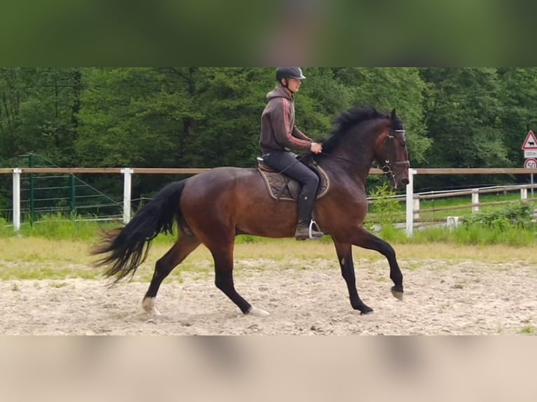 Heavy Warmblood Gelding 3 years 16.1 hh Brown in Kamenz
