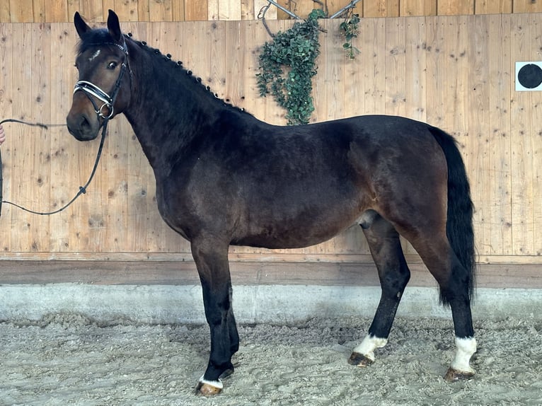 Heavy Warmblood Gelding 3 years 16,1 hh Brown in Riedlingen