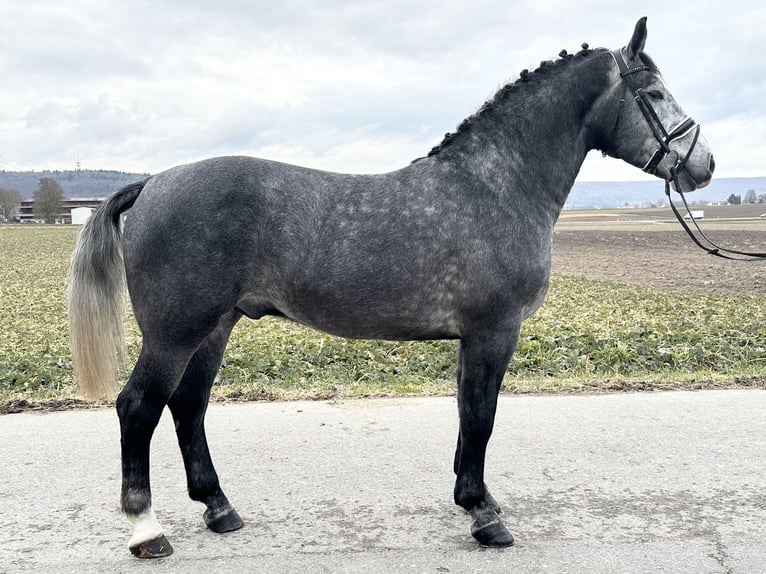 Heavy Warmblood Gelding 3 years 16,1 hh Gray-Dapple in Riedlingen