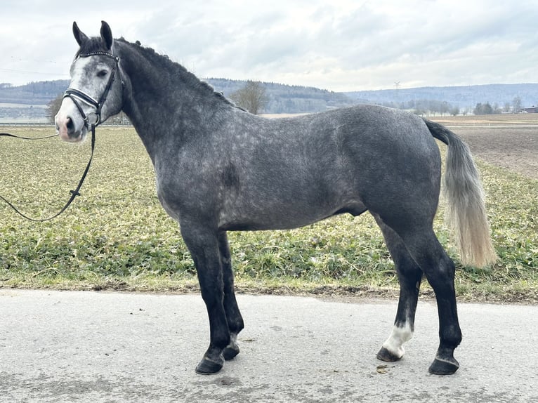 Heavy Warmblood Gelding 3 years 16,1 hh Gray-Dapple in Riedlingen