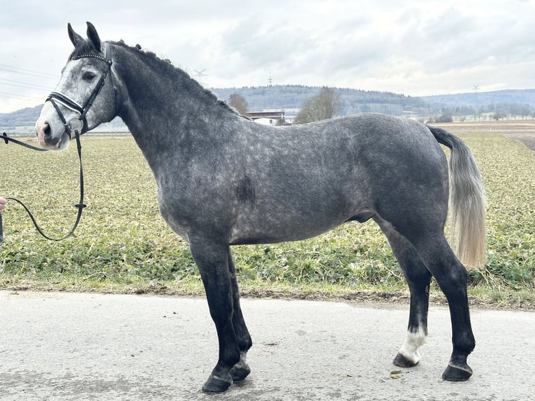 Heavy Warmblood Gelding 3 years 16,1 hh Gray-Dapple in Riedlingen