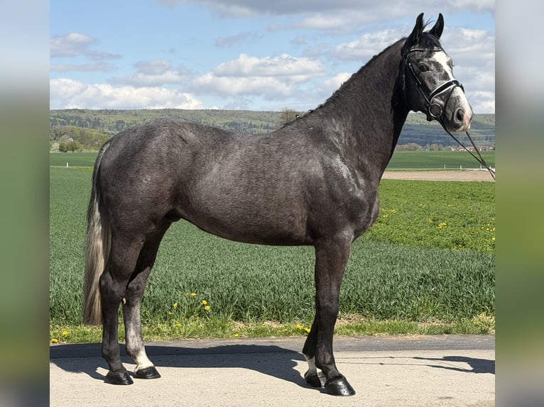 Heavy Warmblood Gelding 3 years 16.1 hh Grey in Riedlingen