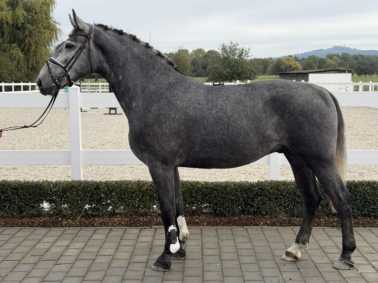 Heavy Warmblood Gelding 3 years 16.1 hh Grey in Riedlingen