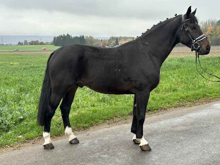 Heavy Warmblood Gelding 3 years 16,1 hh Smoky-Black in Riedlingen