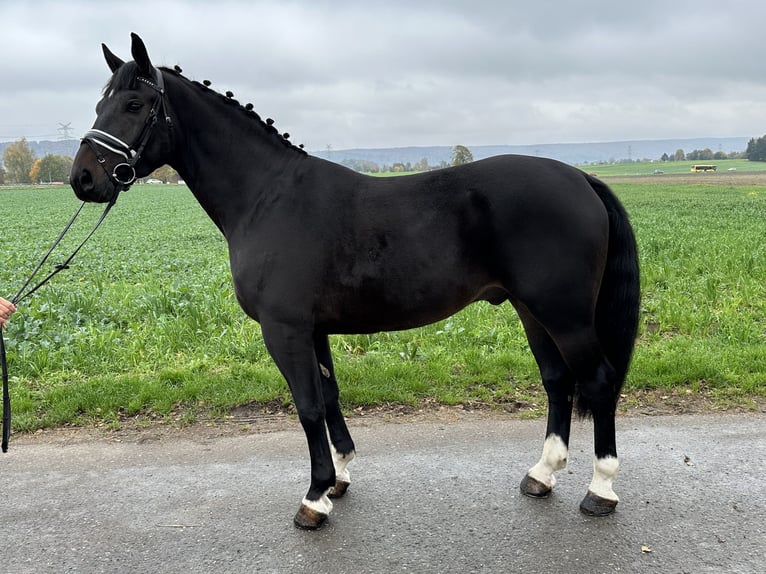 Heavy Warmblood Gelding 3 years 16,1 hh Smoky-Black in Riedlingen