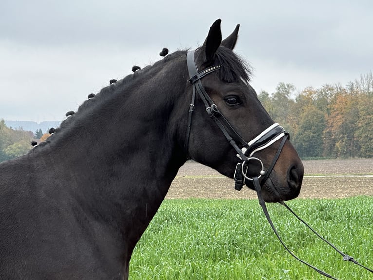 Heavy Warmblood Gelding 3 years 16,1 hh Smoky-Black in Riedlingen