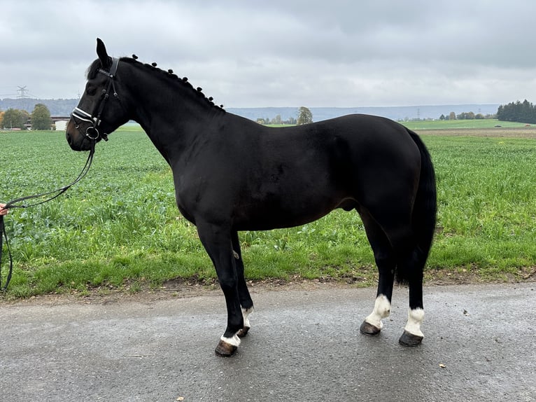 Heavy Warmblood Gelding 3 years 16,1 hh Smoky-Black in Riedlingen