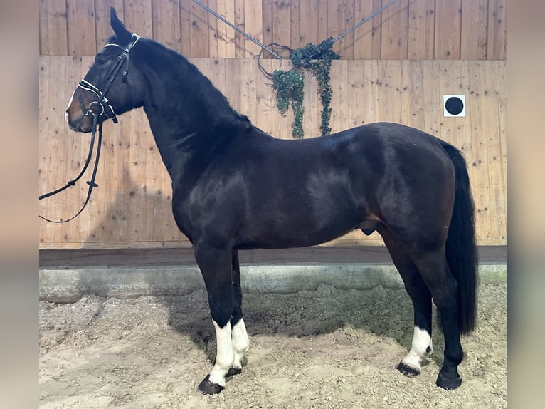 Heavy Warmblood Gelding 3 years 16 hh Bay-Dark in Riedlingen
