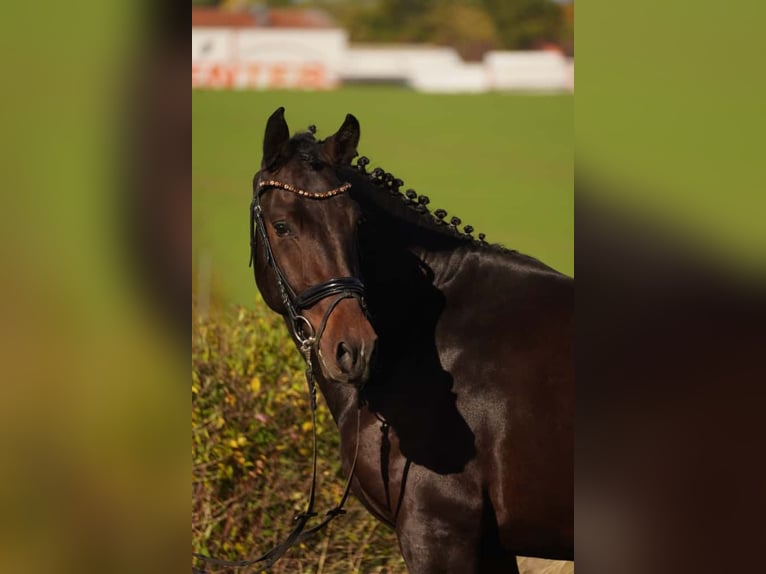 Heavy Warmblood Gelding 3 years 16 hh Bay-Dark in Korbußen