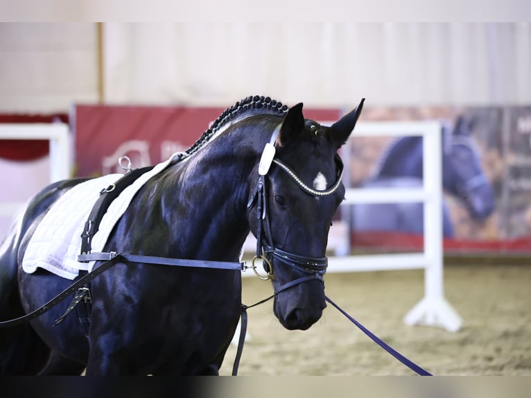 Heavy Warmblood Gelding 3 years 16 hh Black in Noschkowitz