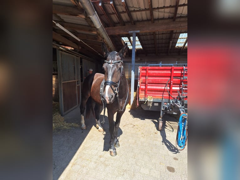 Heavy Warmblood Gelding 3 years 16 hh Black in Kleinwallstadt