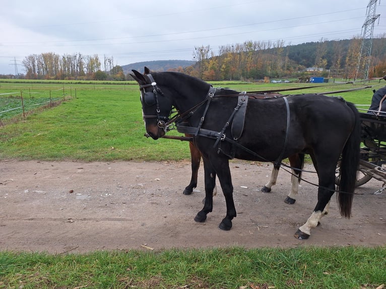Heavy Warmblood Gelding 3 years 16 hh Black in Kleinwallstadt