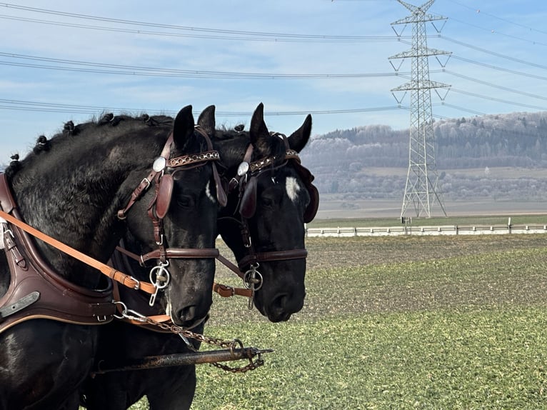 Heavy Warmblood Gelding 3 years 16 hh Black in Riedlingen