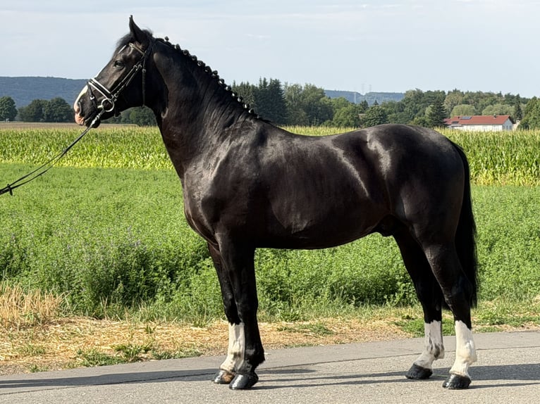Heavy Warmblood Gelding 3 years 16 hh Black in Riedlingen
