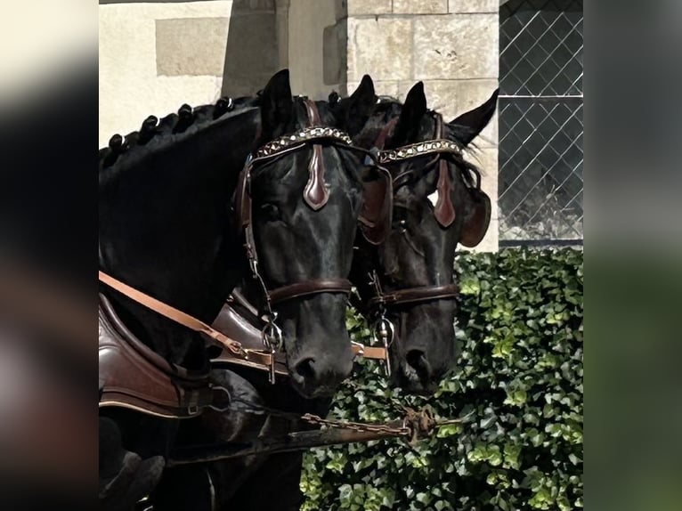 Heavy Warmblood Gelding 3 years 16 hh Black in Riedlingen