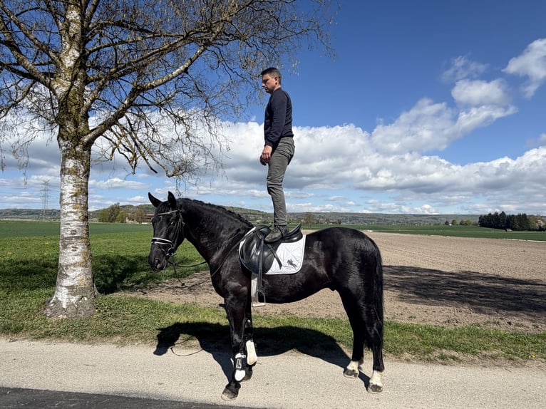 Heavy Warmblood Gelding 3 years 16 hh Black in Riedlingen