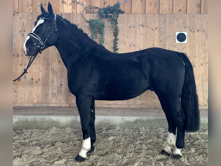 Heavy Warmblood Gelding 3 years 16 hh Black in Riedlingen