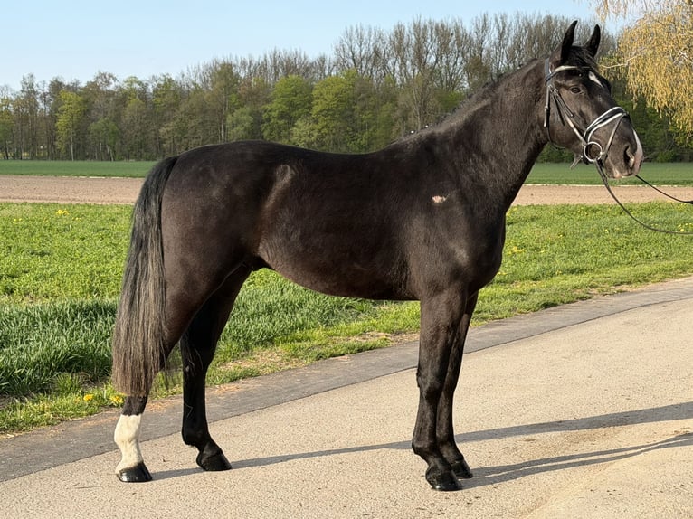 Heavy Warmblood Gelding 3 years 16 hh Black in Riedlingen