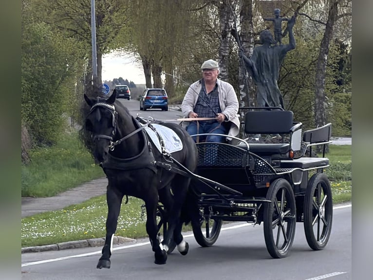 Heavy Warmblood Gelding 3 years 16 hh Black in Riedlingen