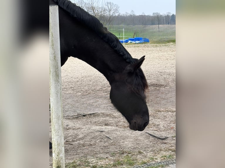 Heavy Warmblood Gelding 3 years 16 hh Black in Badbergen