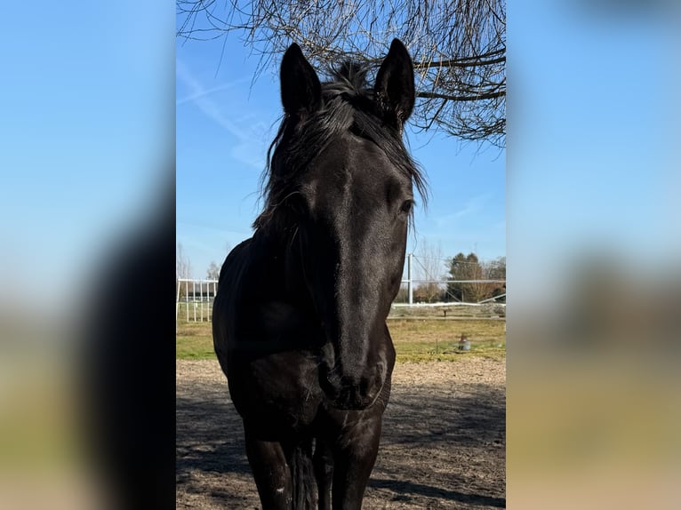 Heavy Warmblood Gelding 3 years 16 hh Black in Badbergen