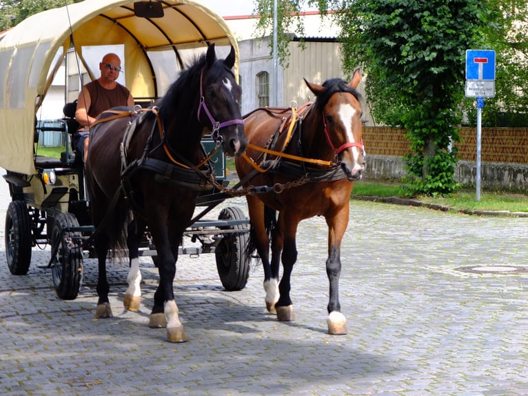 Heavy Warmblood Gelding 3 years 16 hh Black in Buttstädt