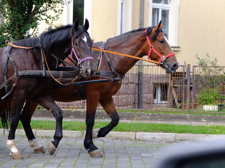 Heavy Warmblood Gelding 3 years 16 hh Black in Buttstädt