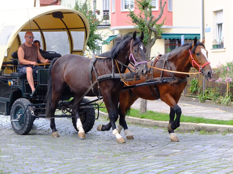 Heavy Warmblood Gelding 3 years 16 hh Black in Buttstädt