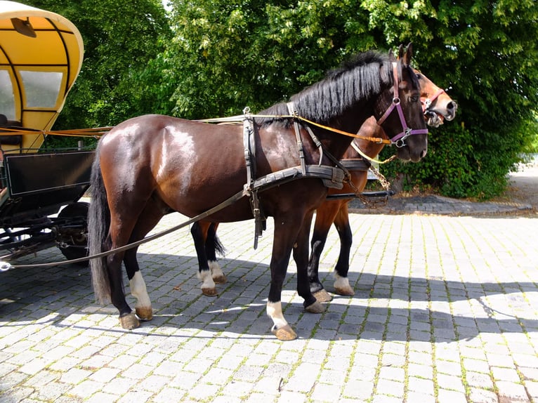 Heavy Warmblood Gelding 3 years 16 hh Black in Buttstädt