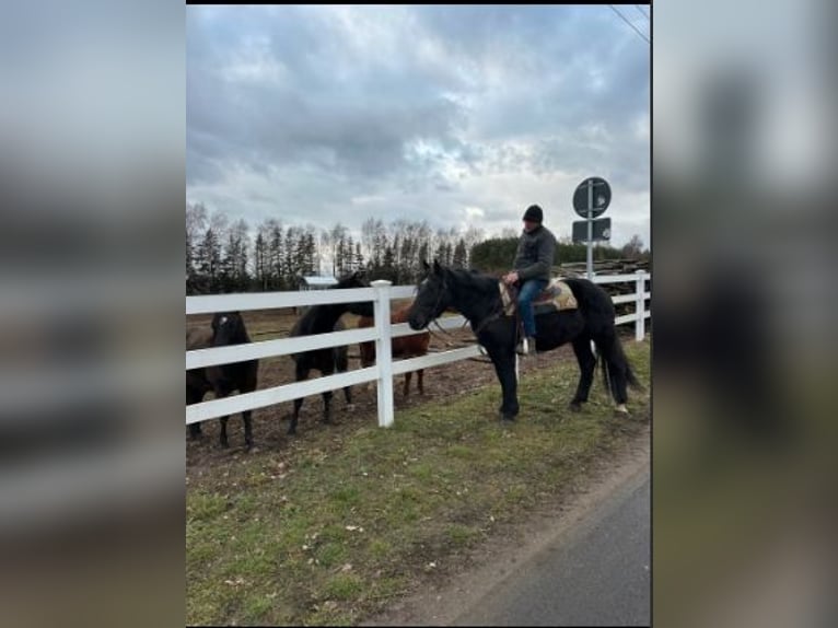 Heavy Warmblood Gelding 3 years 16 hh Black in Fincken