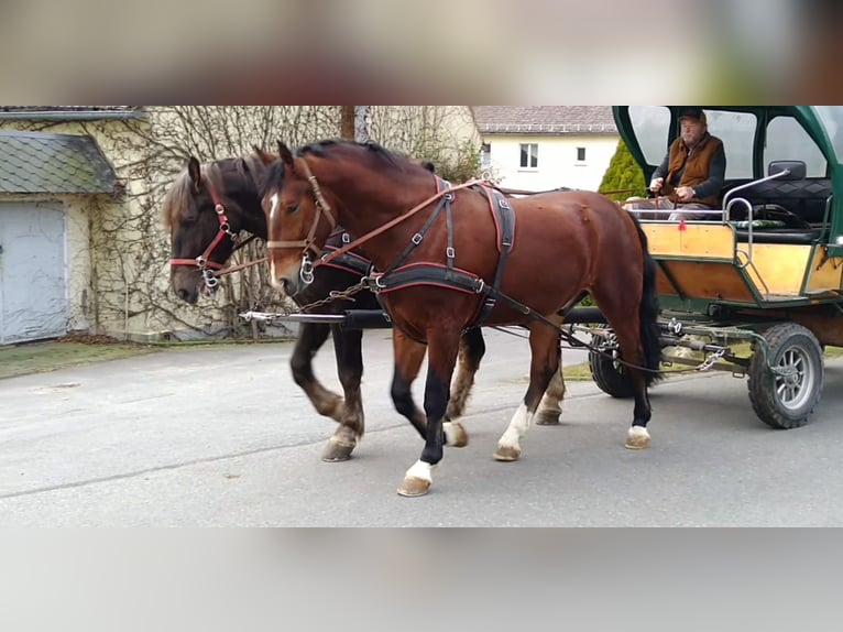 Heavy Warmblood Mix Gelding 3 years 16 hh Brown in Kamenz