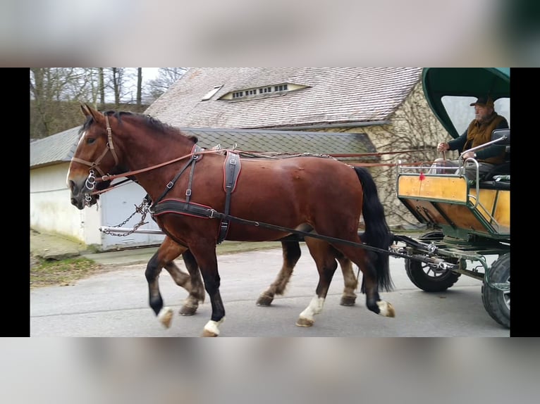 Heavy Warmblood Gelding 3 years 16 hh Brown in Kamenz