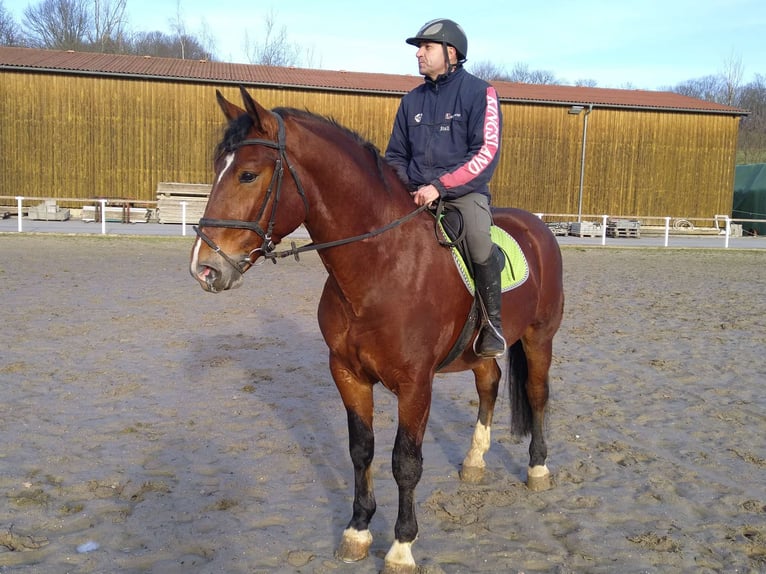 Heavy Warmblood Mix Gelding 3 years 16 hh Brown in Kamenz