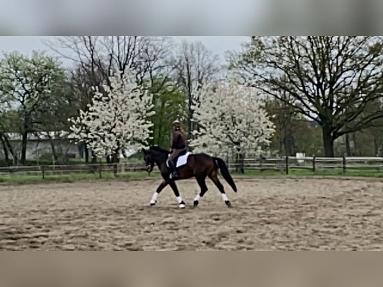 Heavy Warmblood Gelding 3 years 16 hh Brown in Doberlug-Kirchhain