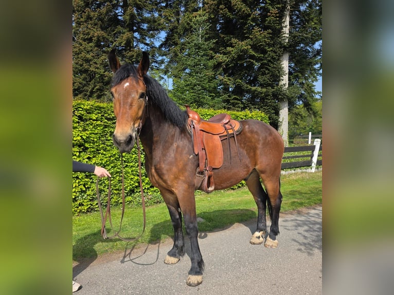 Heavy Warmblood Gelding 3 years 16 hh Brown in Linkenbach