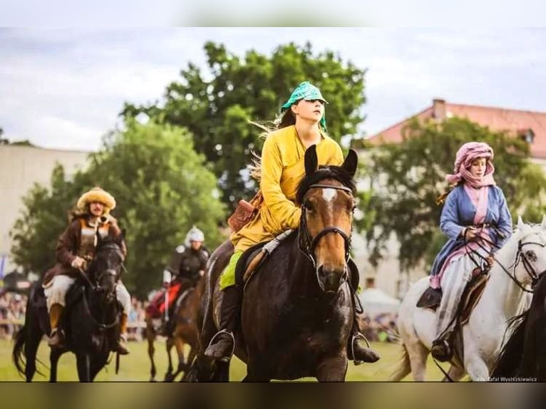 Heavy Warmblood Mix Gelding 3 years 16 hh Brown in Görlitz