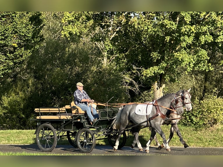 Heavy Warmblood Gelding 3 years 16 hh Gray in Riedlingen