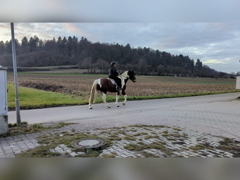 Heavy Warmblood Mix Gelding 3 years 16 hh Pinto in Böblingen