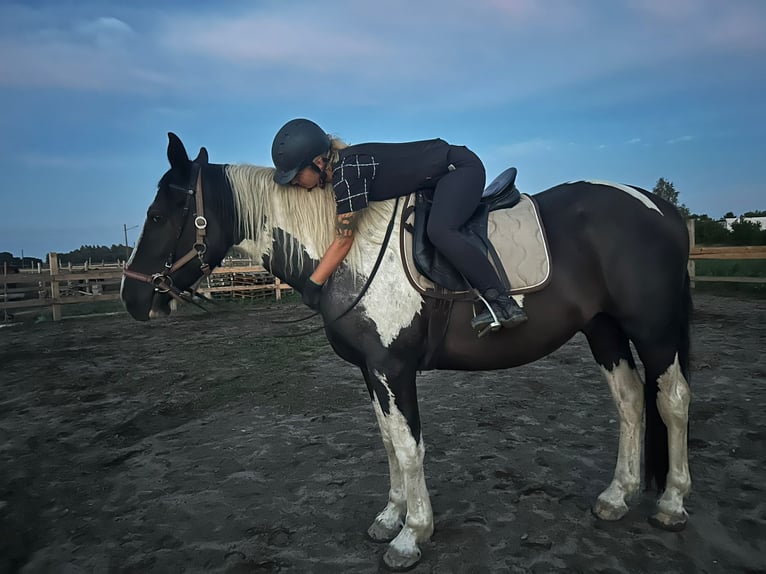 Heavy Warmblood Gelding 3 years 16 hh Pinto in Go&#x15B;cieszowice