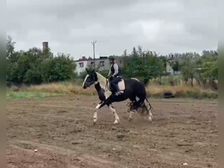 Heavy Warmblood Gelding 3 years 16 hh Pinto in Go&#x15B;cieszowice