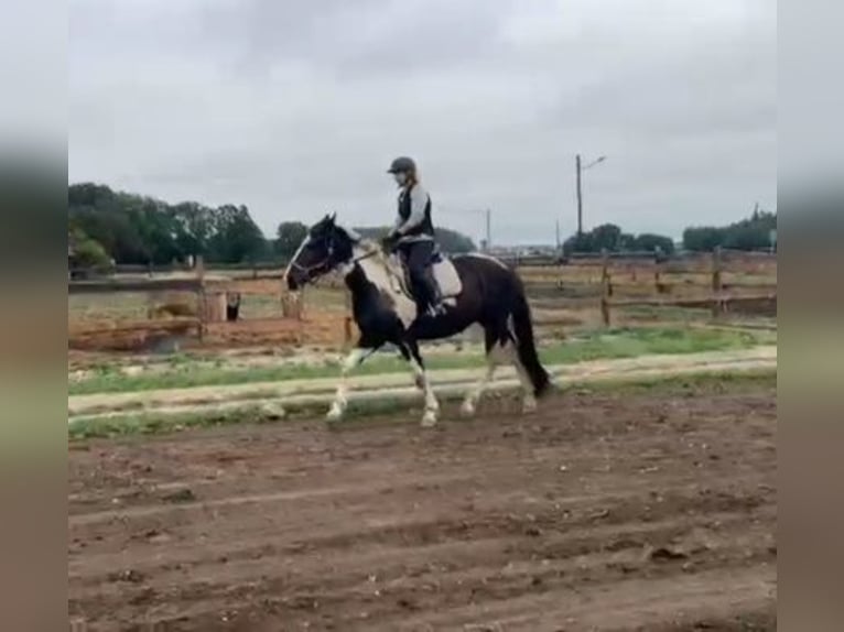 Heavy Warmblood Gelding 3 years 16 hh Pinto in Go&#x15B;cieszowice